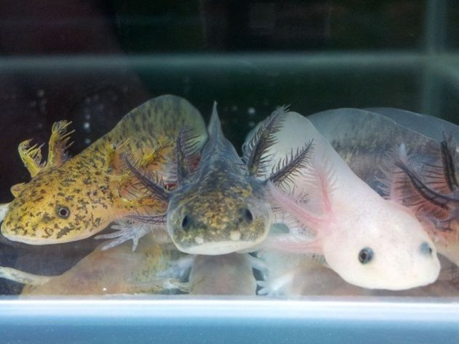 Chiều dài cơ thể khoảng 15cm, nhưng có thể phát triển tới 23 hoặc hơn 30cm (hiếm gặp).