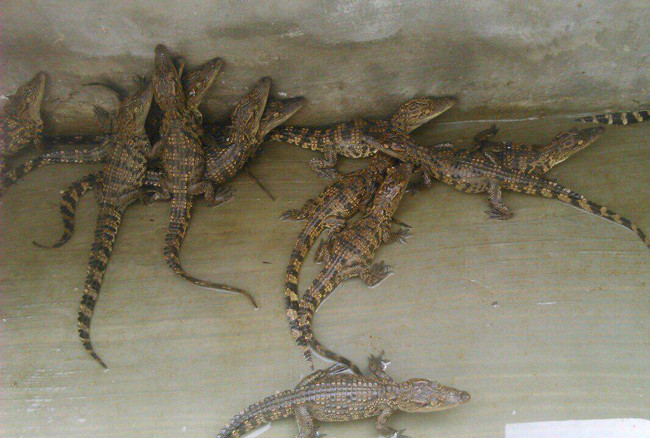 Theo anh, những con cá sấu này đều do anh nhân giống tại nhà, không phải hàng nhập khẩu nên giá không cao.