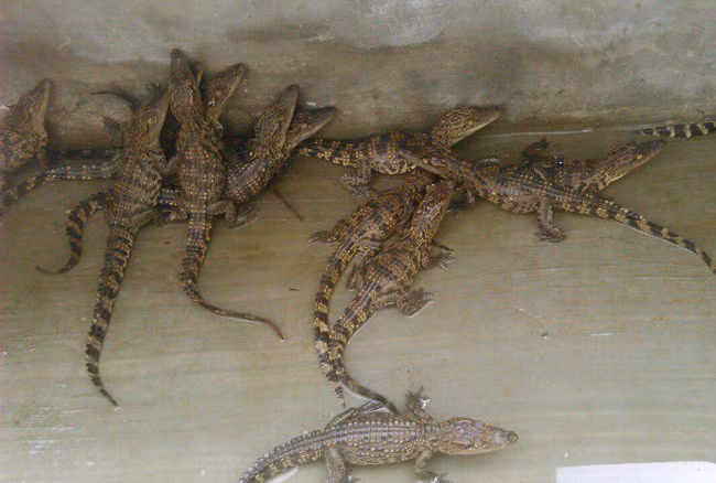 Theo anh, những con cá sấu này đều do anh nhân giống tại nhà, không phải hàng nhập khẩu nên giá không cao.