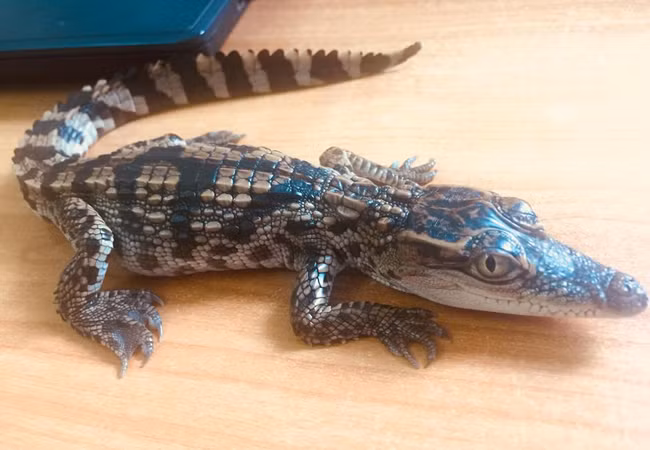 Hiện, mỗi con cá sấu bán ra làm thú cưng có giá từ 600.000 – 800.000 đồng. Trước đây, có thời điểm, cá sấu có giá lên đến hơn triệu đồng 1 con.