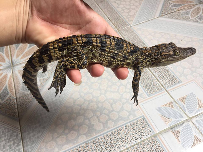 Anh bắt đầu nuôi cá sấu thịt từ năm 2011. Đến năm 2015, anh nhận thấy trên thị trường có nhiều bạn trẻ tìm mua cá sấu có kích thước nhỏ về nuôi làm thú cưng, anh bắt đầu chuyển hướng.