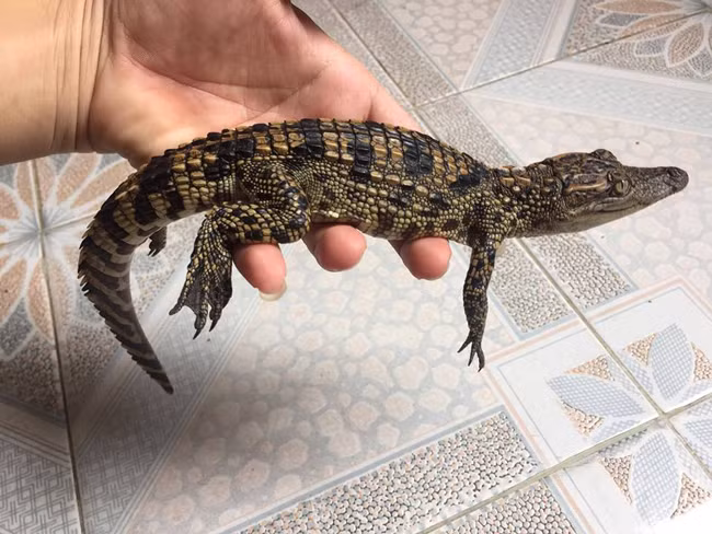 Anh bắt đầu nuôi cá sấu thịt từ năm 2011. Đến năm 2015, anh nhận thấy trên thị trường có nhiều bạn trẻ tìm mua cá sấu có kích thước nhỏ về nuôi làm thú cưng, anh bắt đầu chuyển hướng.