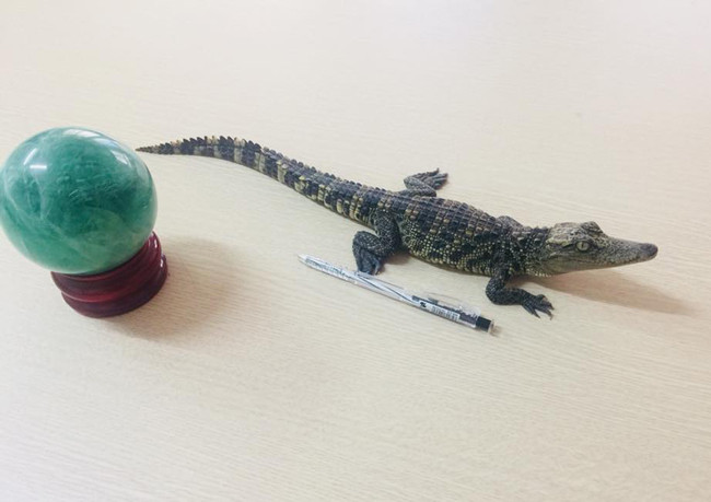 Theo anh, cá sấu phù hợp với các bạn trẻ có sở thích muốn chinh phục những loài hoang dã.