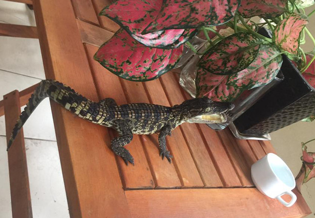 Nhiều người có suy nghĩ cá sấu là loài động vật hung dữ, làm vật cảnh thì rất nguy hiểm. Tuy nhiên, với kinh nghiệm nuôi nhiều năm, anh Dương nhận thấy loài động vật này ở môi trường hoang dã thì rất hung dữ nhưng khi được con người thuần hóa, đưa vào môi trường nuôi nhốt thì chúng trở nên hiền lành hơn.