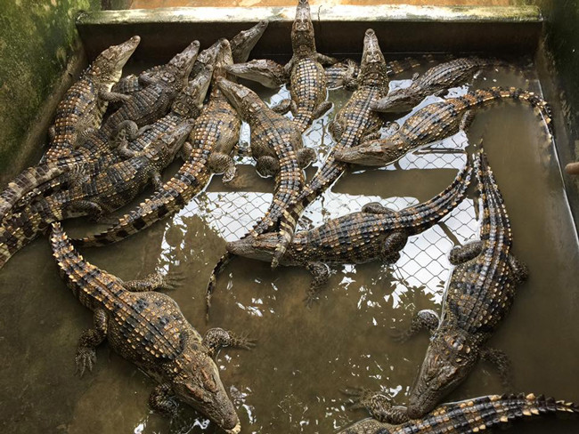 Khi chuyển sang bán cá sấu làm thú cưng, các bạn trẻ trên khắp cả nước liên hệ và mua loại động vật này từ anh.