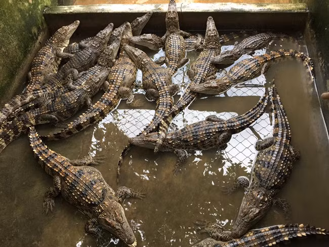 Khi chuyển sang bán cá sấu làm thú cưng, các bạn trẻ trên khắp cả nước liên hệ và mua loại động vật này từ anh.