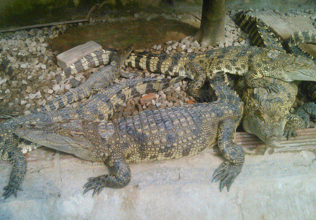 Những con được bán làm thú cưng đều có độ tuổi là 1 tháng.