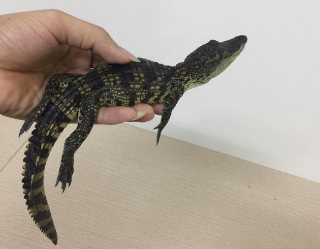 Người nuôi sẽ chỉ cần cho chúng ăn 1-2 bữa/tuần. Hơn nữa, cá sấu có tuổi thọ trung binh cao, khoảng 50 năm.