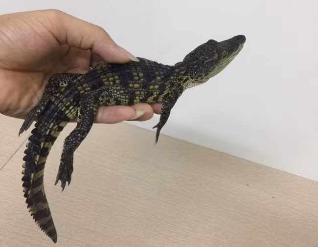 Người nuôi sẽ chỉ cần cho chúng ăn 1-2 bữa/tuần. Hơn nữa, cá sấu có tuổi thọ trung binh cao, khoảng 50 năm.