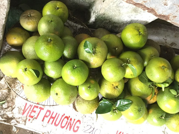 Thu tram trieu moi nam nho trong loai cam “khong lo”, to nhu qua buoi