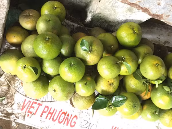 Thu tram trieu moi nam nho trong loai cam “khong lo”, to nhu qua buoi