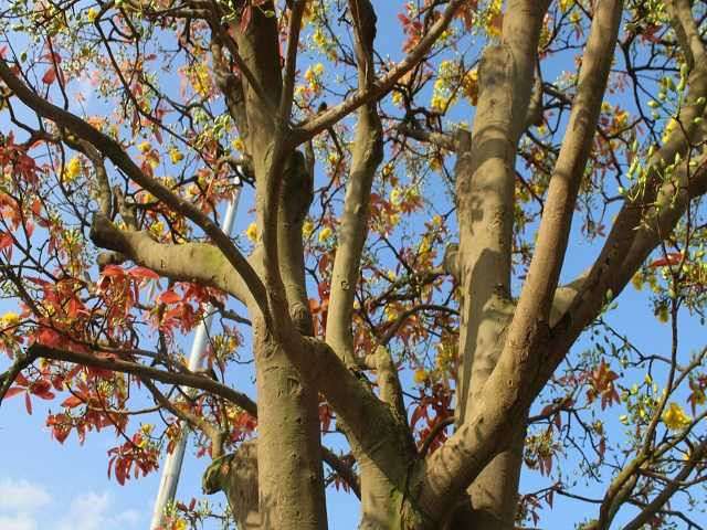 Chủ nhân của cây mai khủng này là Trương Hoài Phong (Gia Lai). Theo anh Phong, đã có người ra giá 3 tỷ đồng để mua đứt nhưng anh không đồng ý. "Có rất nhiều người ngỏ ý mua cây mai này với giá cao nhưng tôi không bán. Tôi chỉ mang ra để trưng bày hoặc cho thuê chứ không bán", anh Phong nói.