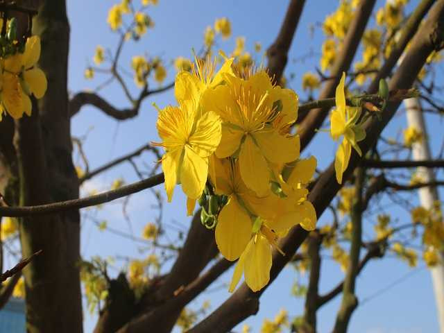 Theo tiết lộ của anh Phong, đây là loại mai hồng diệp (giống cúc) rất khó trồng được anh mua lại từ một người dân ở Gia Lai từ 14 năm trước. Thân cây mai cao 3,5m và tán rộng đến hơn 2,5m, với tổng cộng 5 nhánh lớn.