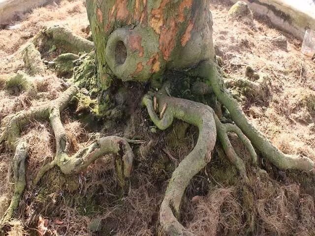 "Dù là mai cổ nhưng lại ra nụ và nở đúng dịp Tết, 10 năm chăm sóc thì đúng 10 năm cây mai này nở hoa, bất chấp thời tiết có khắc nghiệt đi chăng nữa", anh Phong kể.