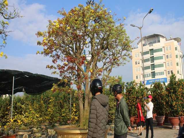 Nhiều người dân thích thú chụp ảnh cùng cây mai "tiền tỷ".