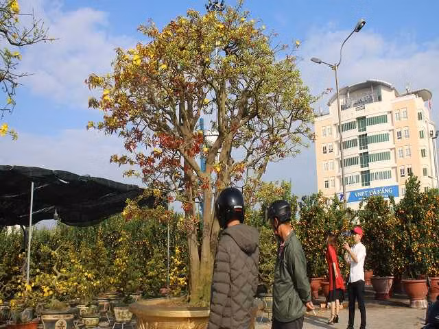 Nhiều người dân thích thú chụp ảnh cùng cây mai "tiền tỷ".