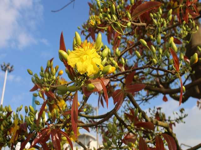 Được biết, ngoài cây mai "tiền tỷ", anh Phong còn trồng hơn 100 cây mai khác để bán vào dịp Tết Canh Tý. "So với năm ngoái thì năm nay mai nở sớm hơn, bán chậm hơn. Người dân bây giờ chuộng thuê hơn là mua. Năm nay, cây mai này đã được người thuê với giá 100 triệu đồng từ 29 Tết đến mùng 6 Tết", anh Phong chia sẻ thêm.