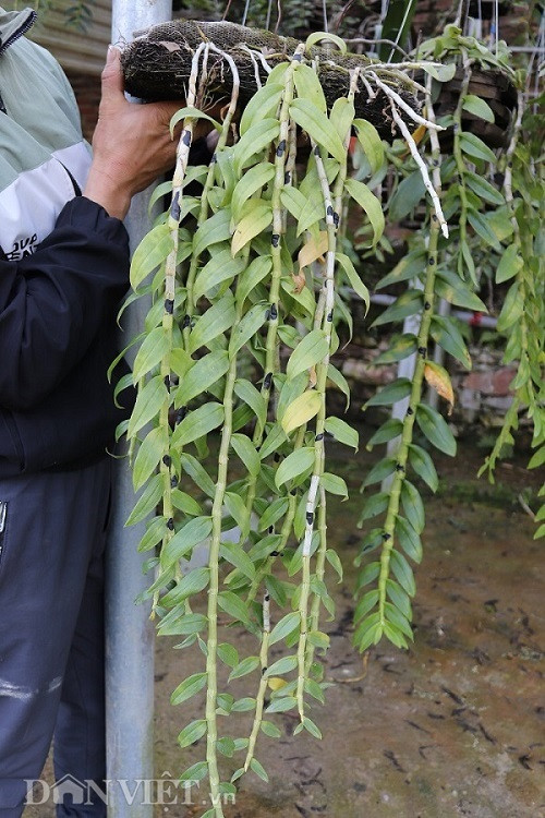 La ma hay: Cho lan rung 'uong' nuoc luoc du du thu hang tram trieu-Hinh-3