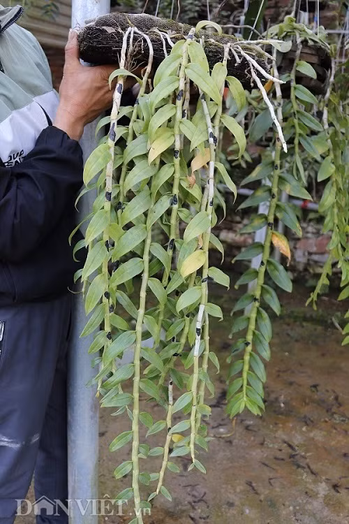 La ma hay: Cho lan rung 'uong' nuoc luoc du du thu hang tram trieu-Hinh-3