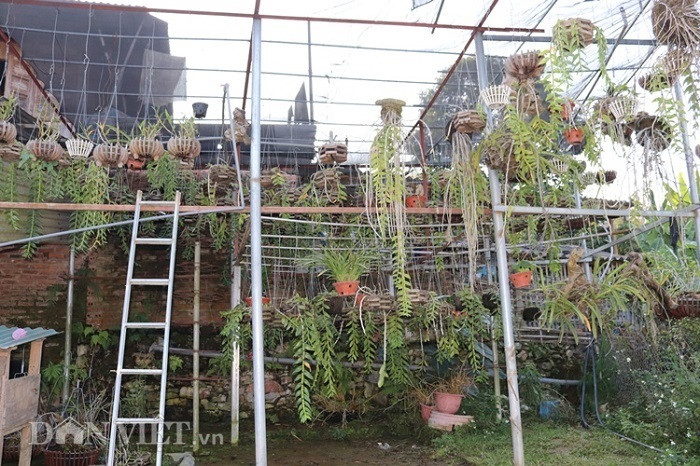 La ma hay: Cho lan rung 'uong' nuoc luoc du du thu hang tram trieu-Hinh-6