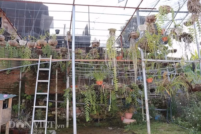 La ma hay: Cho lan rung 'uong' nuoc luoc du du thu hang tram trieu-Hinh-6