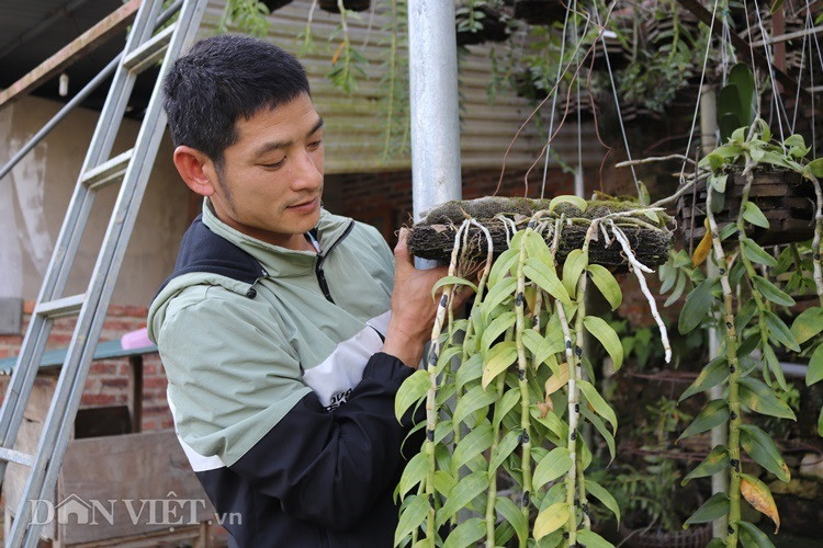 La ma hay: Cho lan rung 'uong' nuoc luoc du du thu hang tram trieu-Hinh-2