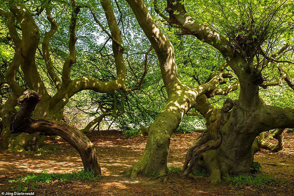 Người mẫu khỏa thân như một thể thống nhất với thiên nhiên qua từng bức ảnh của họa sĩ “body-painting” kiêm nhiếp ảnh gia người Đức - Jörg Düsterwald.