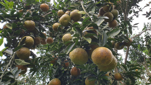 Cam sanh Ham Yen trung vu, nong dan hoi ha cat cam phuc vu Tet-Hinh-2