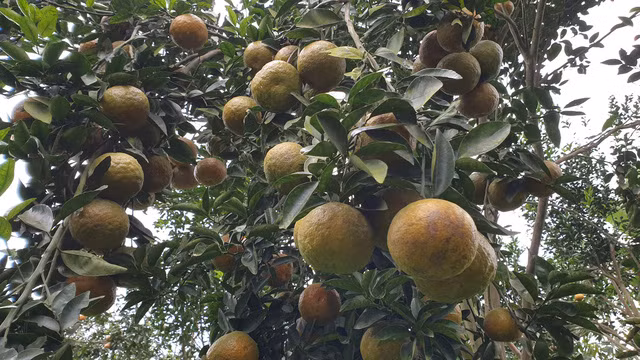 Cam sanh Ham Yen trung vu, nong dan hoi ha cat cam phuc vu Tet-Hinh-2