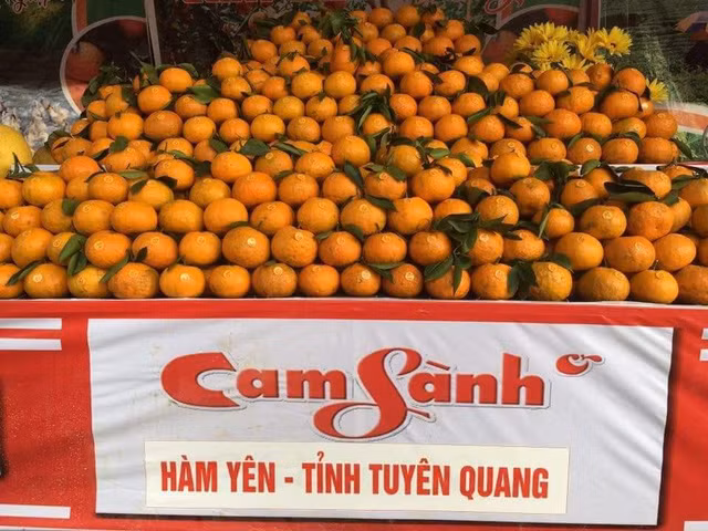 Cam sanh Ham Yen trung vu, nong dan hoi ha cat cam phuc vu Tet-Hinh-4