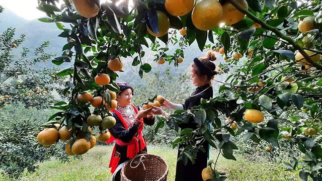 Cam sanh Ham Yen trung vu, nong dan hoi ha cat cam phuc vu Tet