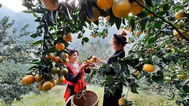 Cam sanh Ham Yen trung vu, nong dan hoi ha cat cam phuc vu Tet