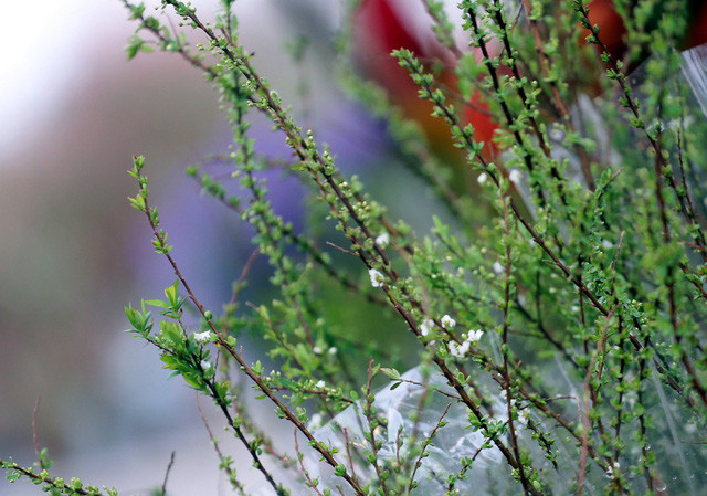 Những cành tuyết mai được bảo quản khá tươi tốt.