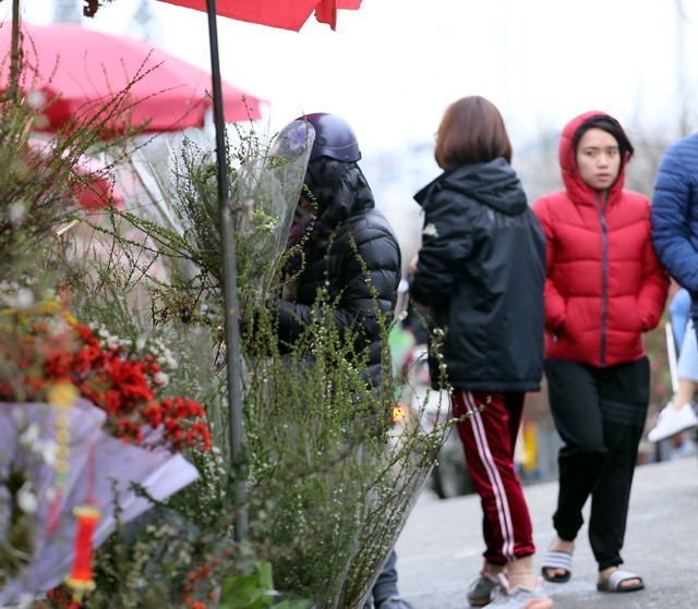 Khi nở hoa, những bông trắng nhỏ bao quanh cành cây tạo nên vẻ đẹp hiếm có.