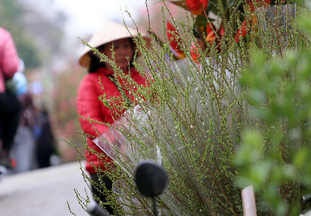 Ghi nhận tại chợ hoa Quảng An (Tây Hồ - Hà Nội), dù nhiều cửa hàng kinh doanh nhưng loài hoa này luôn nhận được sự đón nhận của khách hàng. Chị Huyền - một người dân cho biết: "Tuyết mai nở hoa đẹp, trắng muốt và bền nên tôi mua 3 bó với giá hơn 600.000 đồng về cắm chơi dịp Tết".