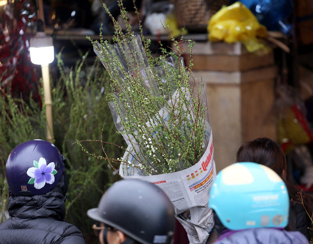 Thay vì chơi các loại hoa khác, người dân ùn ùn kéo đến mua tuyết mai những ngày sát Tết.