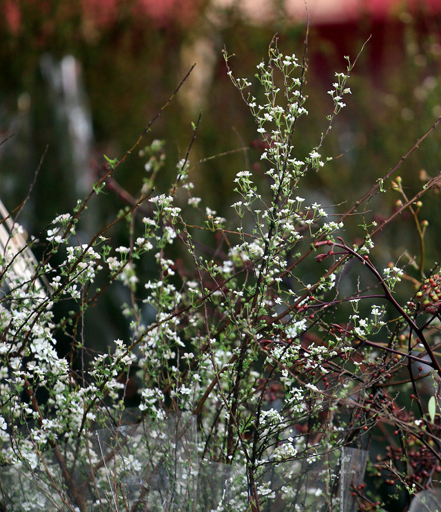 Những cành tuyết mai sắp nở bung cũng được bày bán.