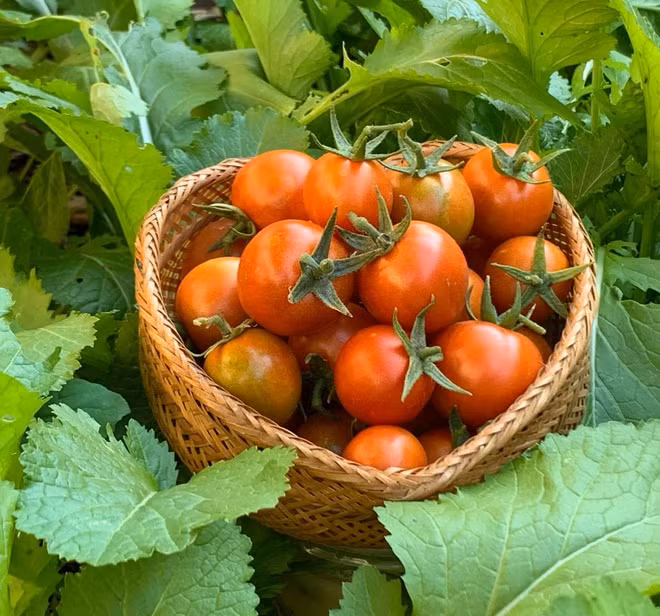 Phuong Thao - Ngoc Le ra sao sau 15 nam dinh cu tai My?-Hinh-3