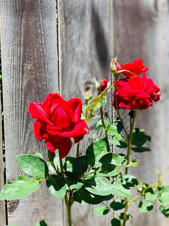 Trên trang cá nhân, nữ diễn viên đăng ảnh cây cối và chia sẻ: "Sự tái sinh...sự chuyển đổi trong ta dường như thay đổi mọi thứ... được dìu dắt bởi bàn tay vô hình... tự bao giờ những thứ mình đã dừng lại vì bao việc cuốn theo thời gian, giờ tự khắc trở lại ... lạ quá".