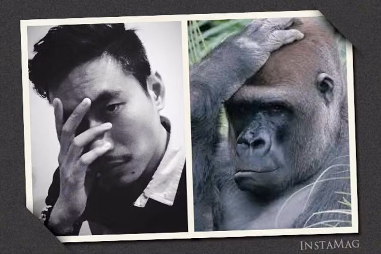 Những màn "dìm hàng" cực căng khi so sánh biểu cảm sao Việt với động vật có nét tương đồng, tuy nhiên lần đùa này cũng khiến Trấn Thành nhận nhiều ý kiến trái chiều. Xem video "Trấn Thành - Hari Won xuất hiện trên sách Hàn Quốc". Nguồn VTC: