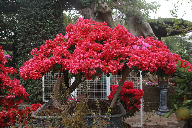 Cây hoa giấy dáng huyền đắt nhất có giá gần 50 triệu đồng.