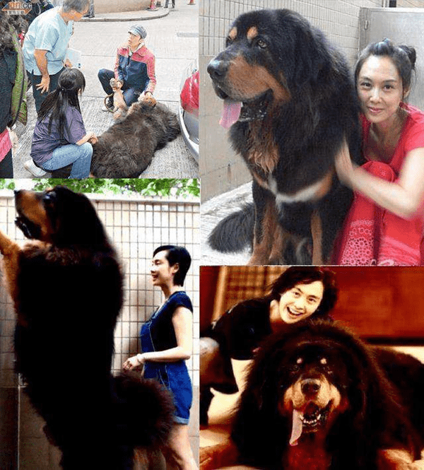 Nữ diễn viên 'Anh hùng xạ điêu' Chu Ân nuôi một chú chó ngao Tây Tạng, một giống chó đặc biệt hung dữ. Chu Ân rất chiều chuộng chú chó cưng của mình, cô còn chuyển đến một ngôi nhà lớn hơn để chú chó có thêm không gian vui chơi. Được biết, một lần chú chó của Chu Ân đi lạc và được một người đàn ông giúp đỡ. Người đàn ông đó bây giờ chính là chồng của Chu Ân.