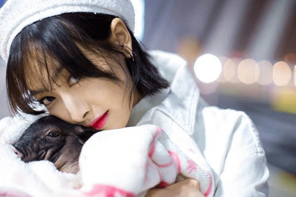 Tống Thiến (Victoria), cựu thành viên nhóm F(x) nuôi một chú lợn nhỏ. Cô còn cùng thú cưng của mình quay một chương trình thực tế.