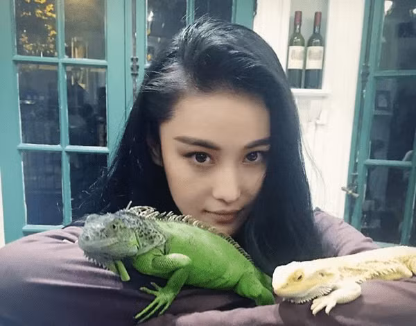 Trương Hinh Dư có sở thích nuôi thằn lằn. Nữ diễn viên còn cho chúng bò lên tay, lên vai và cho chụp ảnh cùng.