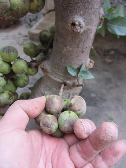 Mua hoa qua dep ve thap huong dip Tet lai ruoc phai hang dinh keo 502