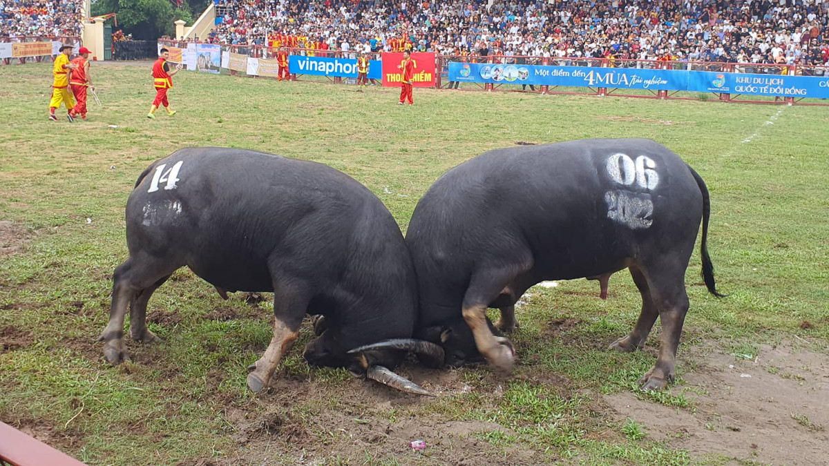 Trau choi Do Son bi nghi tiem thuoc kich thich, Ban To chuc noi gi?