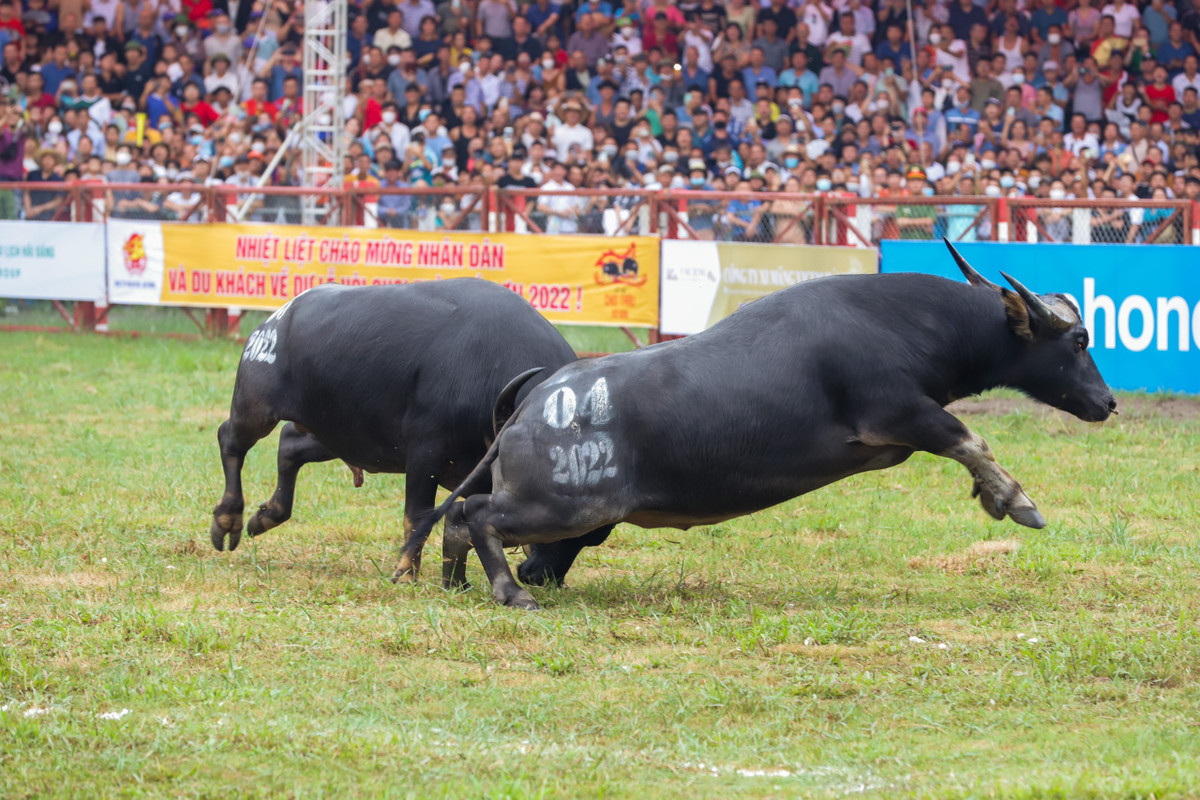 Trau choi Do Son bi nghi tiem thuoc kich thich, Ban To chuc noi gi?-Hinh-2