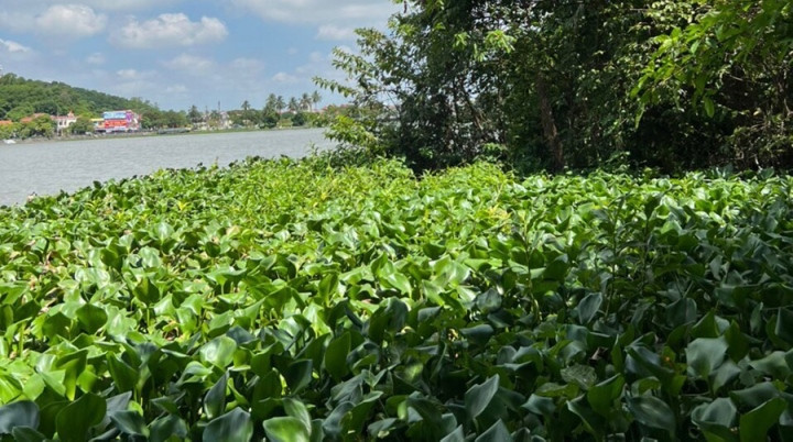 Hai Phong: Pho giam doc TT phat trien quy dat tu vong trong tu the treo co