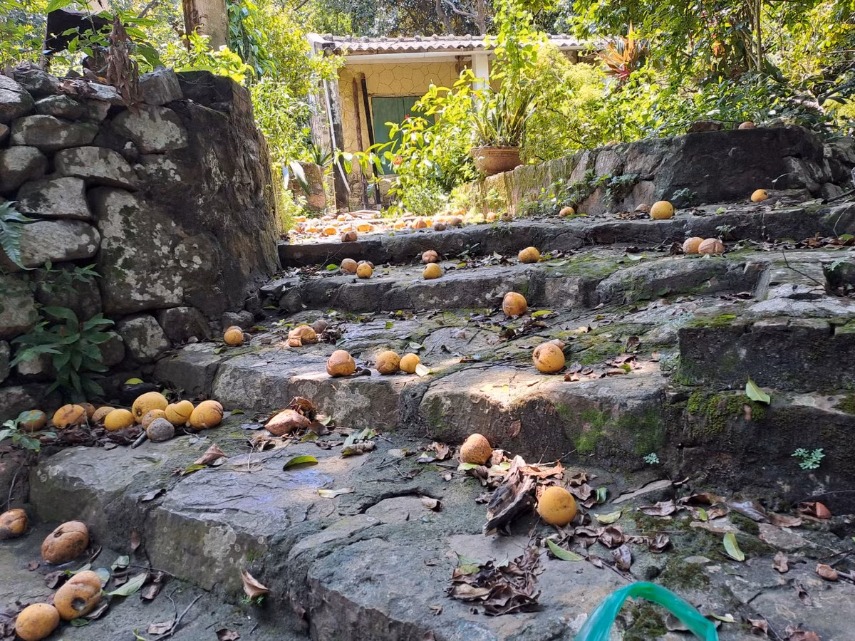 Dep nao long rang thi tram tuoi mua qua chin o Do Son-Hinh-11