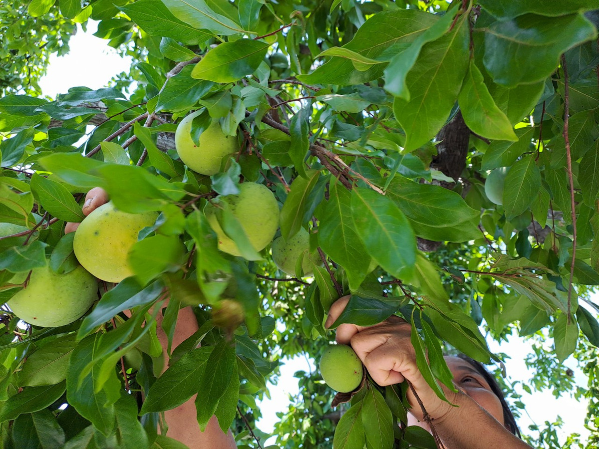 Dep nao long rang thi tram tuoi mua qua chin o Do Son-Hinh-15